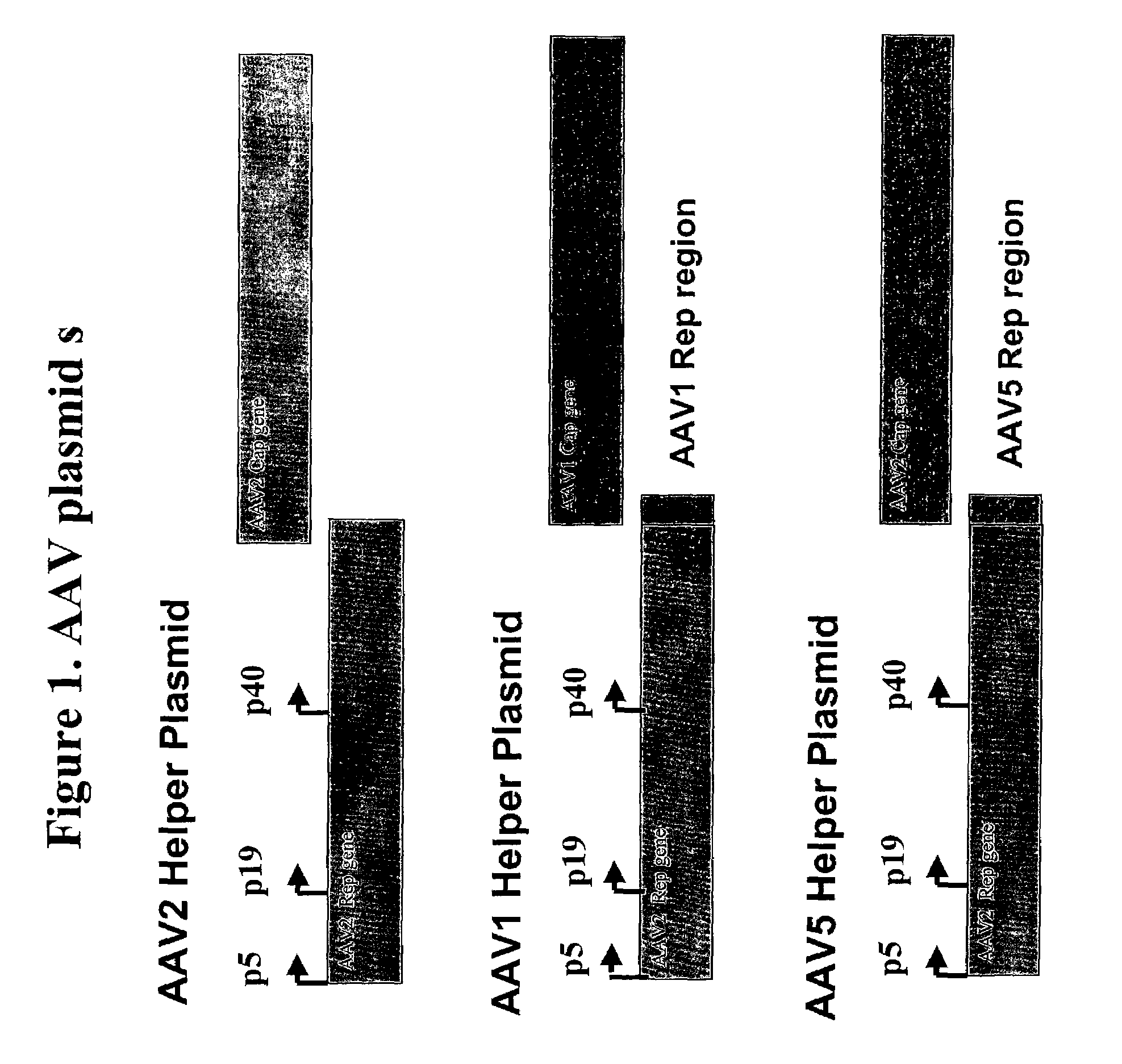 High transgene expression of a pseudotyped adeno-associated virus type