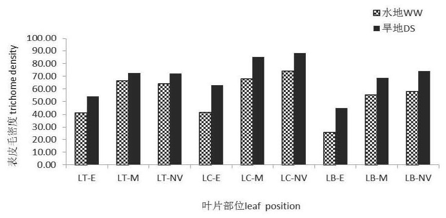 QTL loci and analysis methods controlling traits related to wheat epidermis and stomata