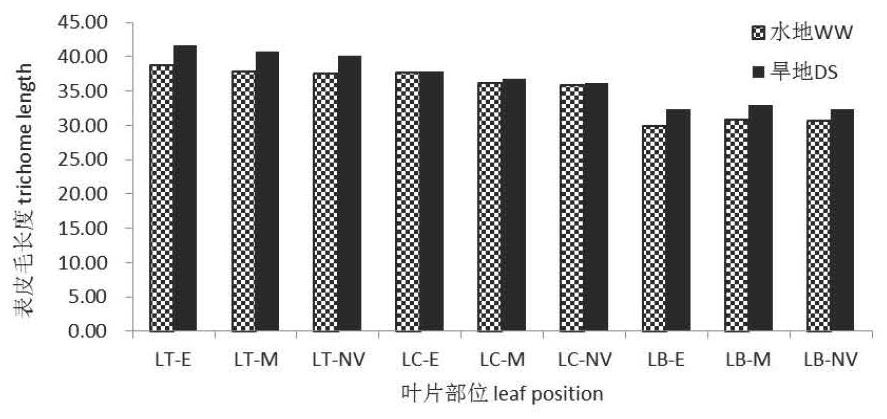 QTL loci and analysis methods controlling traits related to wheat epidermis and stomata