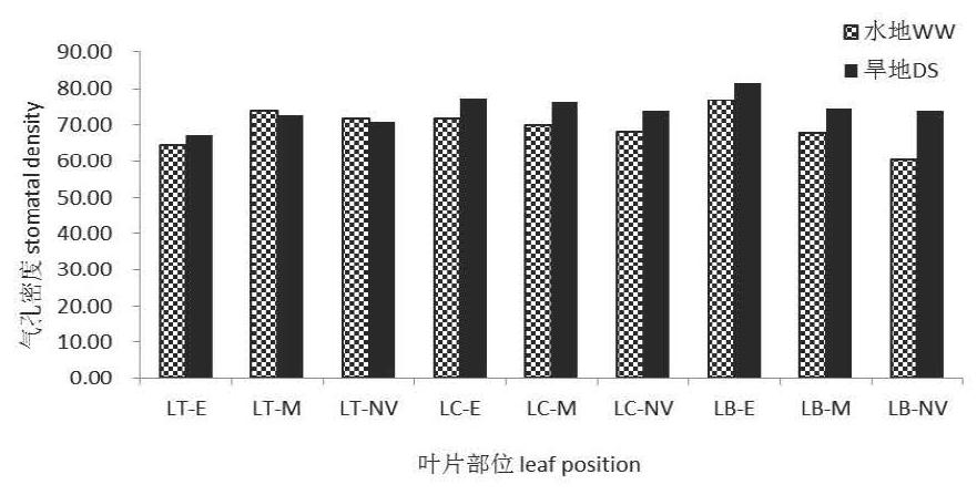 QTL loci and analysis methods controlling traits related to wheat epidermis and stomata