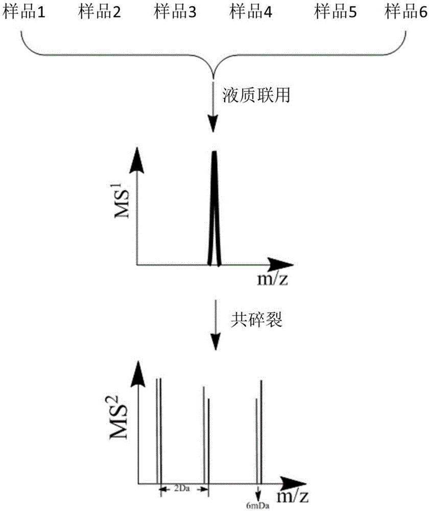 Multiple protein quantification method based on equiponderous dimethylation labeling