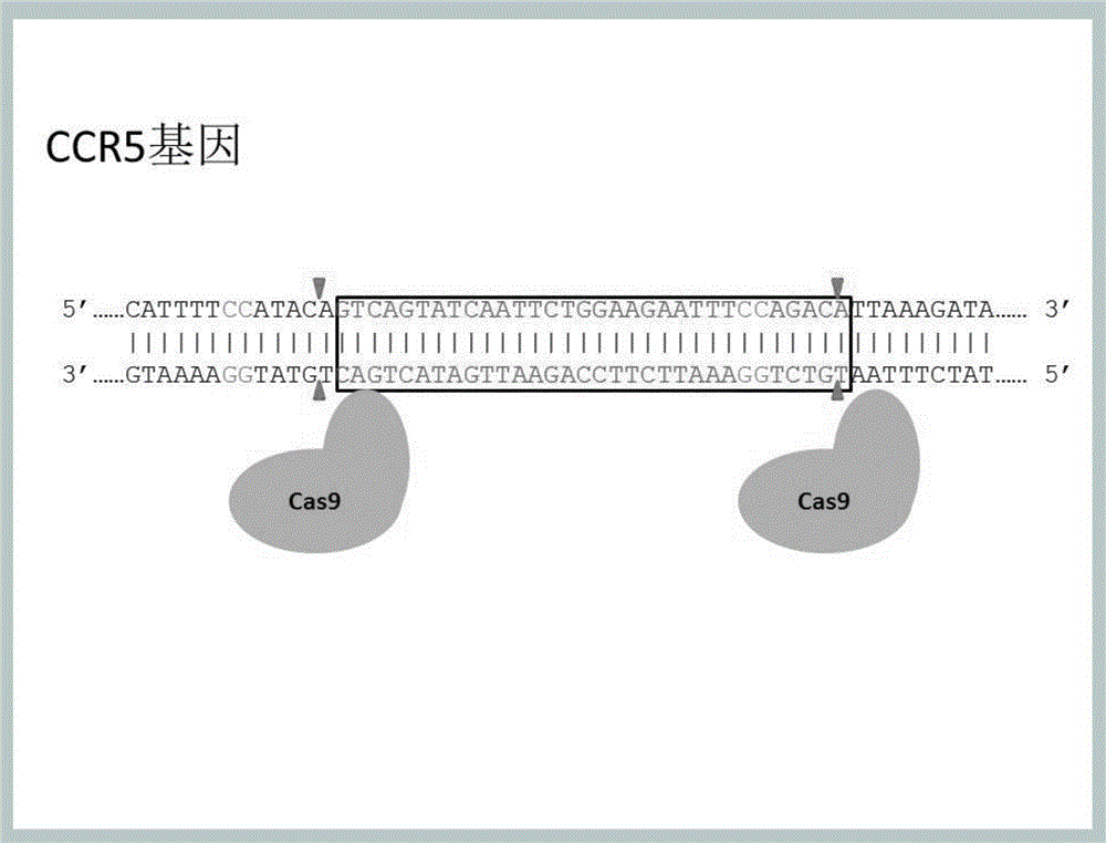 Method for inducing CCR5-delta32 deletion with genome editing technology CRISPR-Cas9