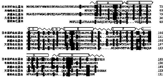 Hemoglobin gene of macrobrachium nipponensis, cloning method of hemoglobin gene, and preparation method of recombinant protein