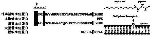 Hemoglobin gene of macrobrachium nipponensis, cloning method of hemoglobin gene, and preparation method of recombinant protein