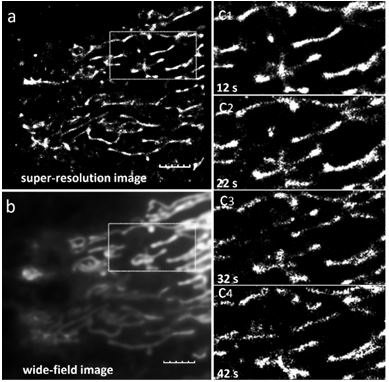 Near-infrared fluorescent compound with targeting function and application thereof