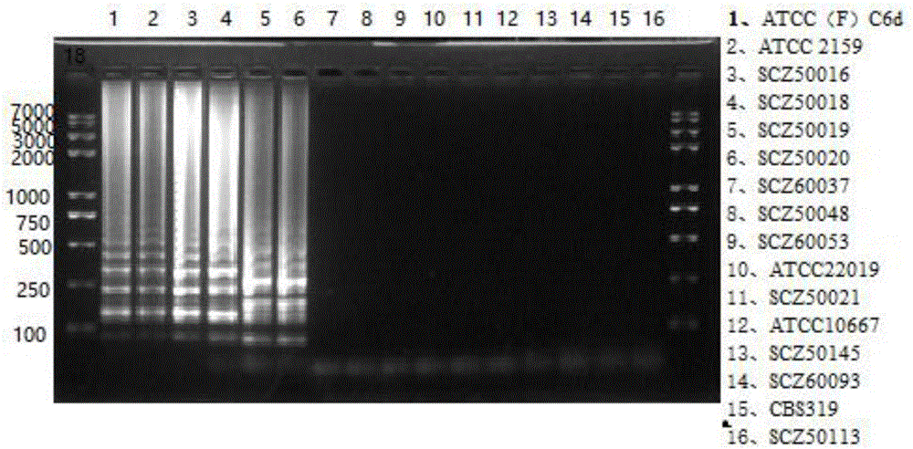 LAMP (loop-mediated isothermal amplification) kit for early diagnosis of candida krusei and special primer