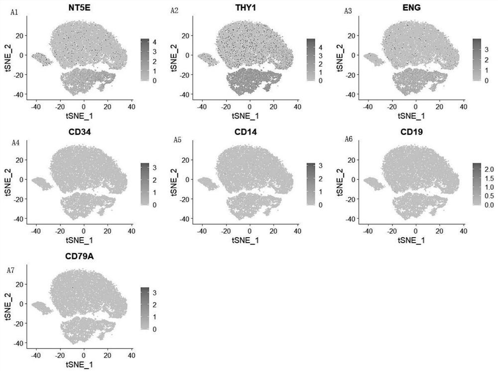 A method for obtaining mesenchymal stem cells with multi-directional differentiation potential and immunomodulatory function from children's foreskin culture