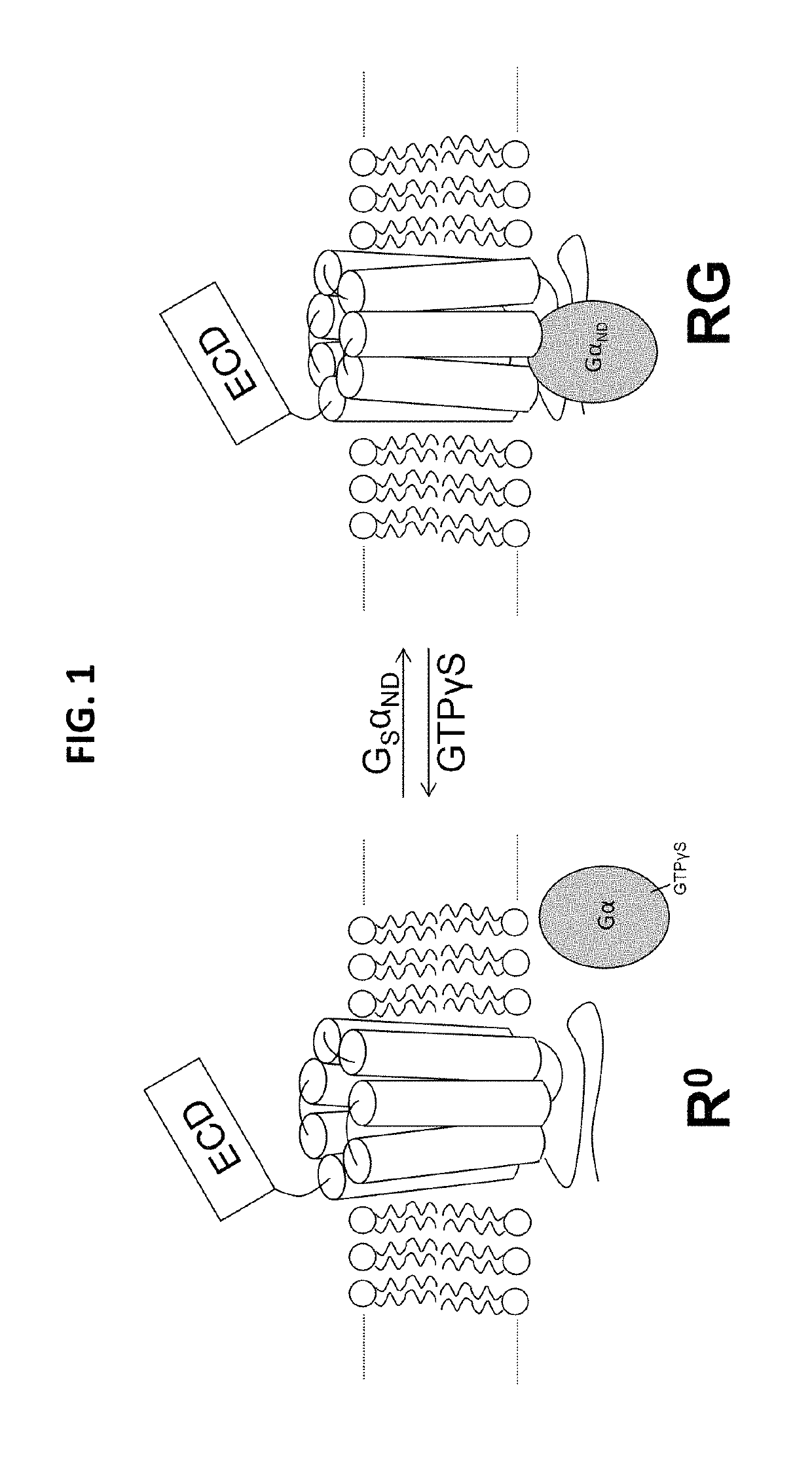 Alpha-/beta-polypeptide analogs of parathyroid hormone (PTH) and method of using same