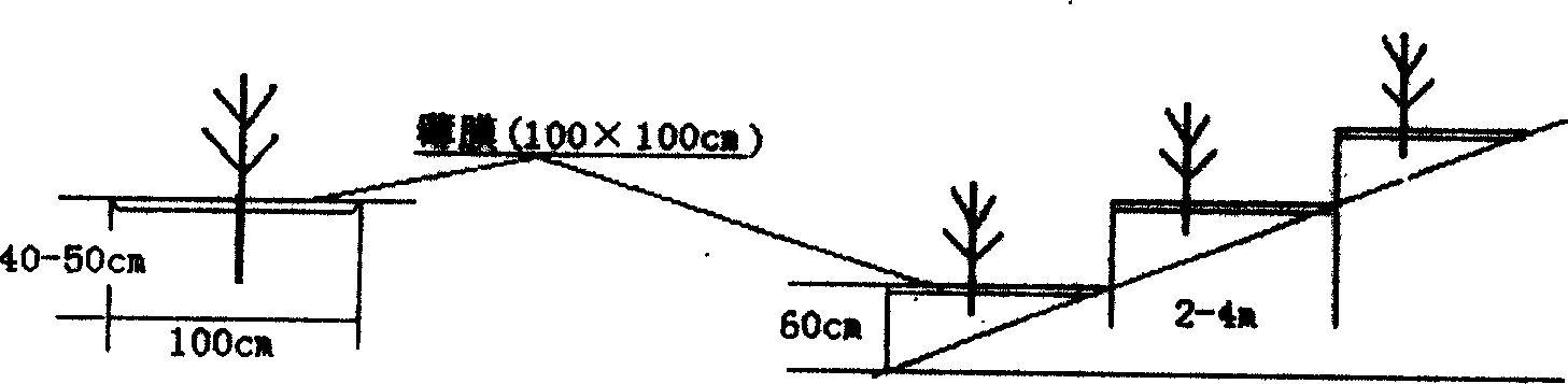 Film coat drought defying and tillage afforestation method for Pinus Sylvestris var sands