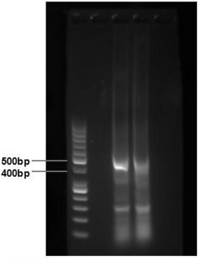 Method for high-throughput sequencing of tcr or bcr and method for correcting multiple pcr primer bias by using tag sequence