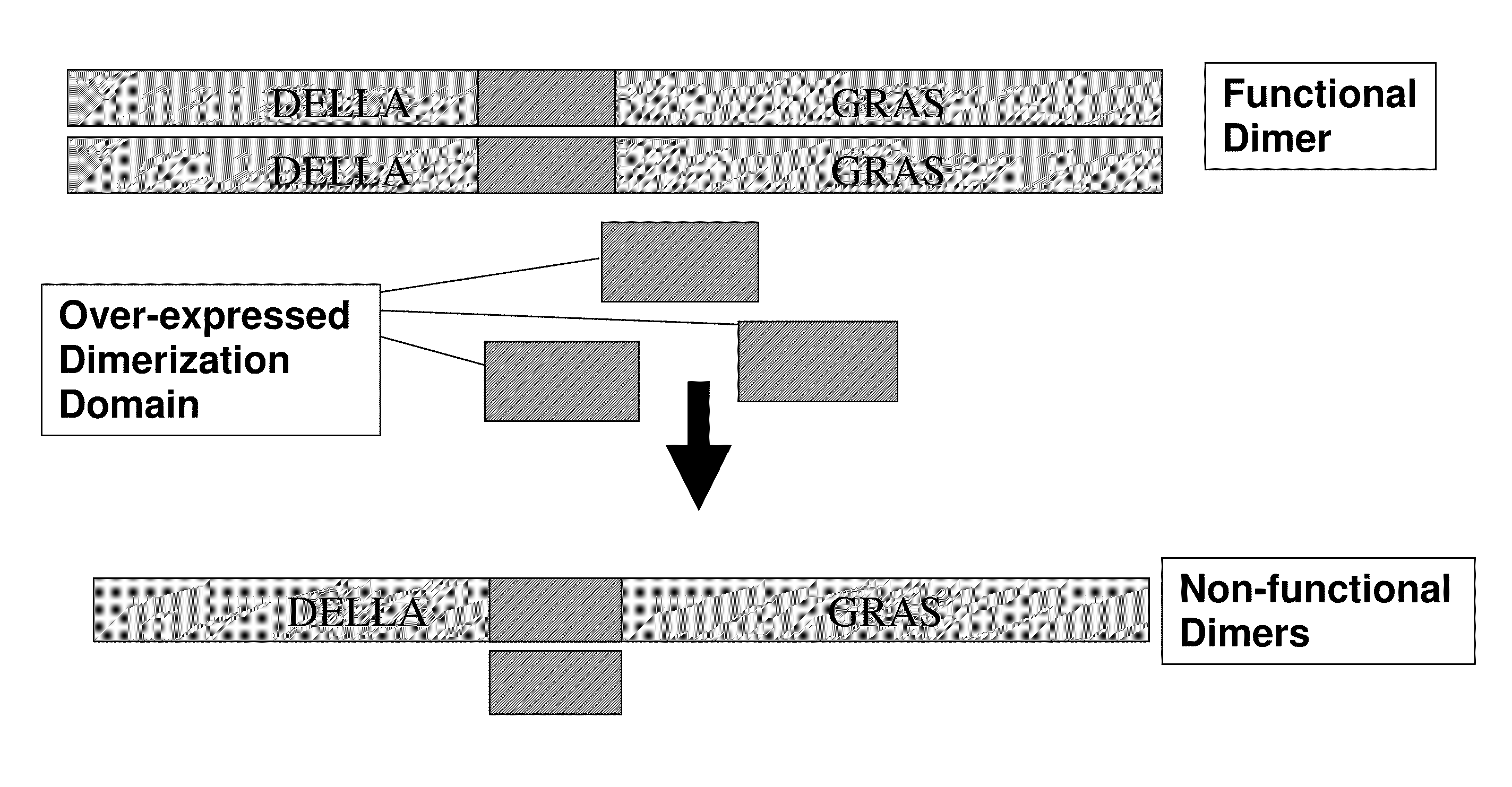 Use of dimerization domain component stacks to modulate plant architecture