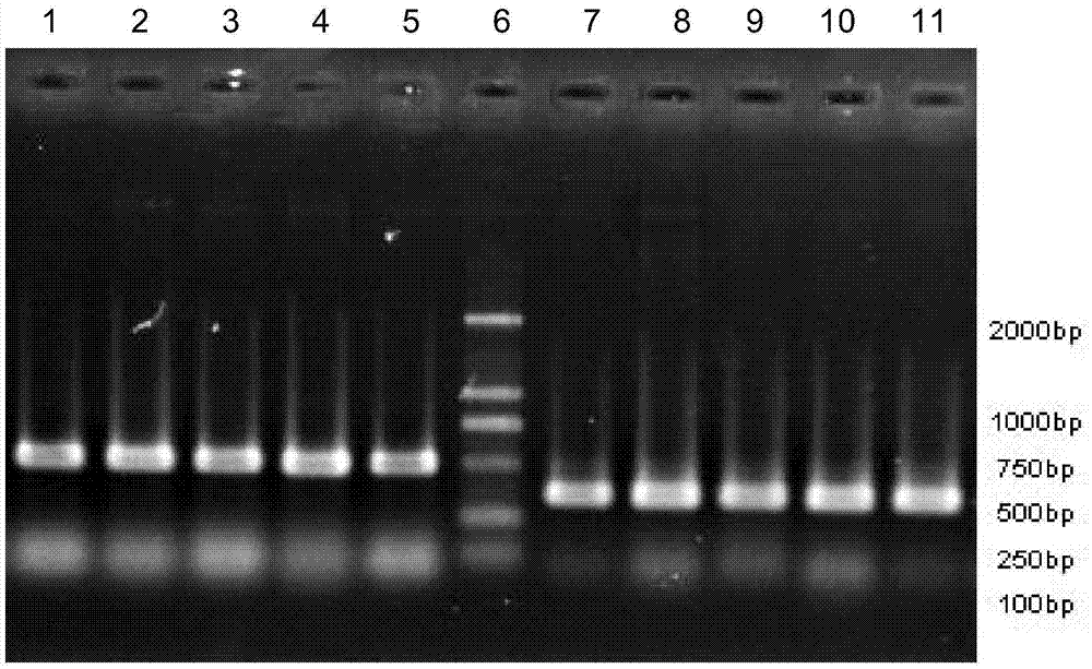 Molecular marker SVhd1 closely linked to growth-period gene of millet