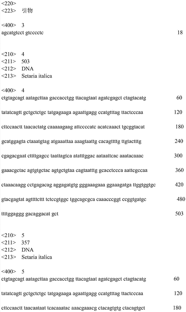 Molecular marker SVhd1 closely linked to growth-period gene of millet