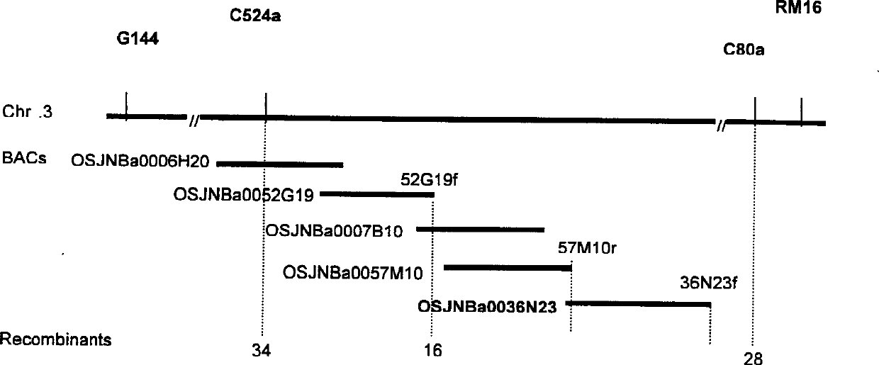 Paddy rice fragile straw controlling gene BC1 and use thereof