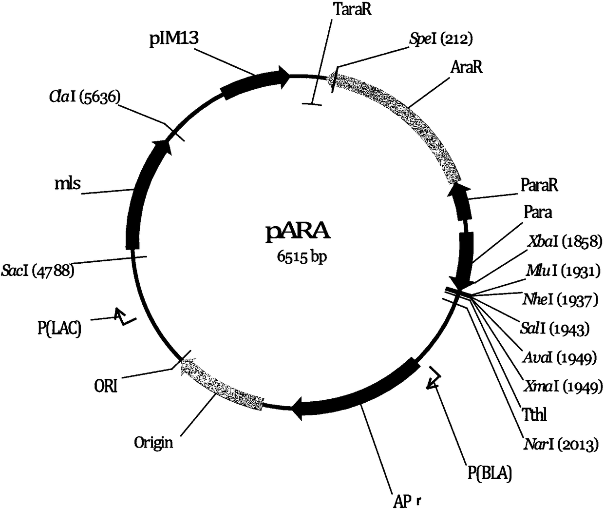 A microbial inducible gene expression regulation system