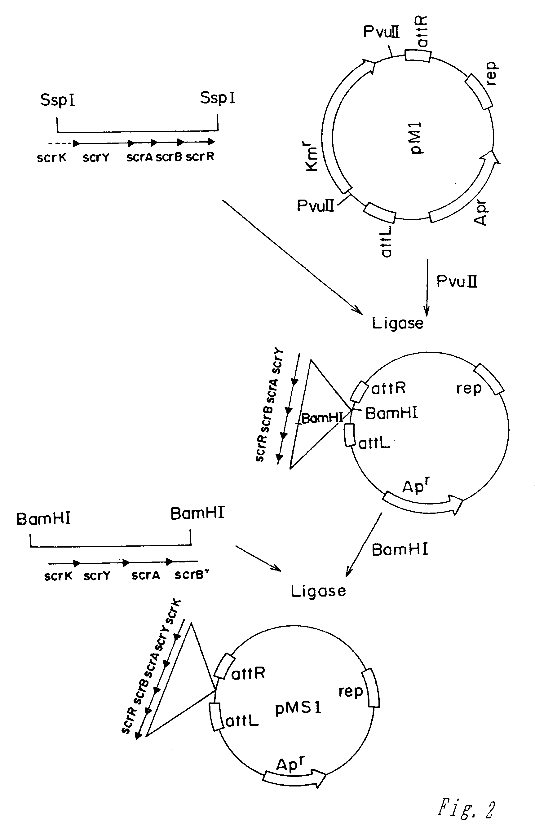 Amino acid producing strains belonging to the genus Escherichia and a method for producing an amino acid