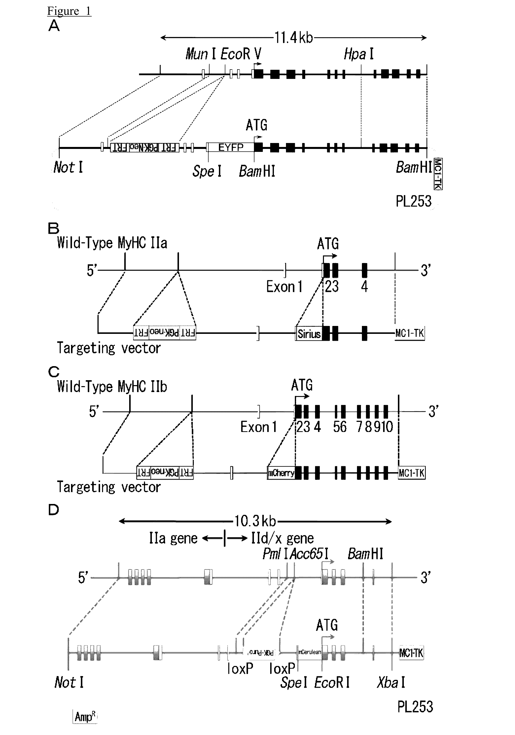 Muscle stem cell or myoblast, method for screening substances that participate in metabolic conversion using same, and pharmaceutical composition comprising substance obtained from said screening method