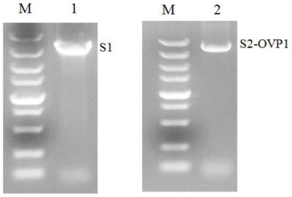 A kind of Seneca recombinant virus of recombinant O-type foot-and-mouth disease virus vp1 gene, recombinant vaccine strain and its preparation method and application