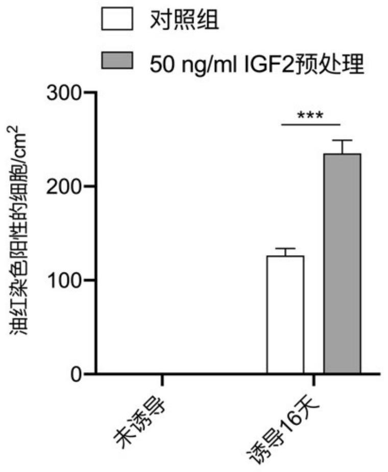 Application of insulin-like growth factor 2 in promoting the differentiation of human skin fibroblasts into adipocytes