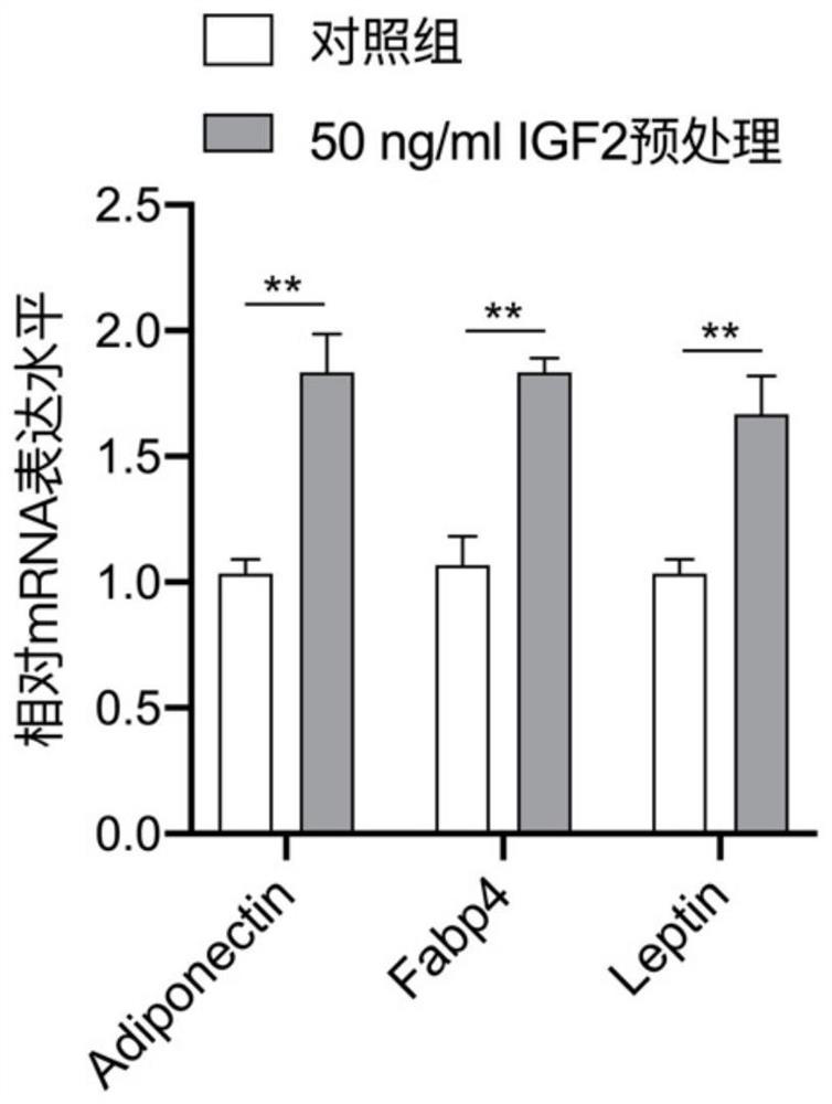 Application of insulin-like growth factor 2 in promoting the differentiation of human skin fibroblasts into adipocytes