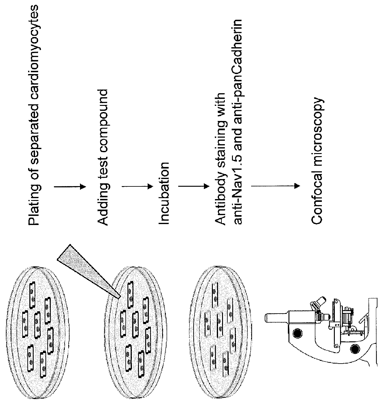 Method and Kit for Assessment of Sodium channel-Related Anti- or Pro-Arrhythmic Potential of compounds