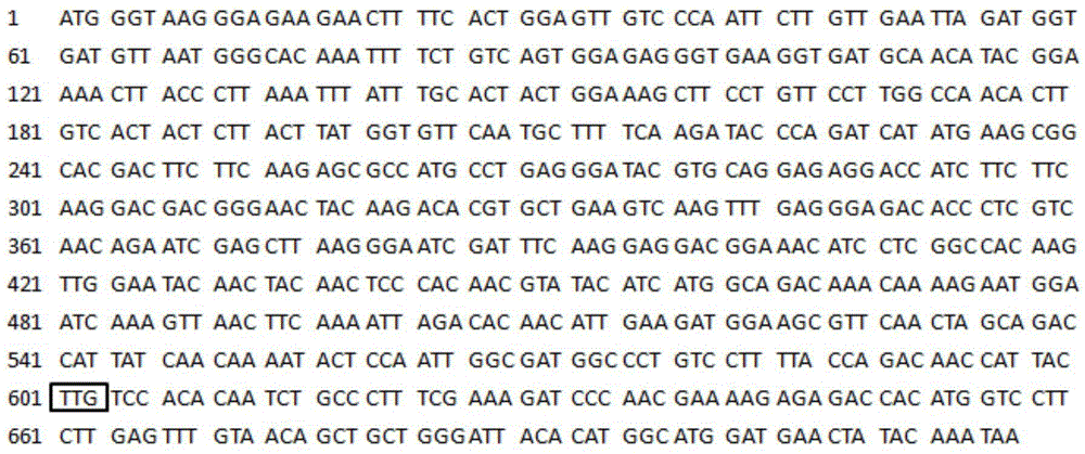 Pichia stipitis gene expression system as well as construction and application thereof