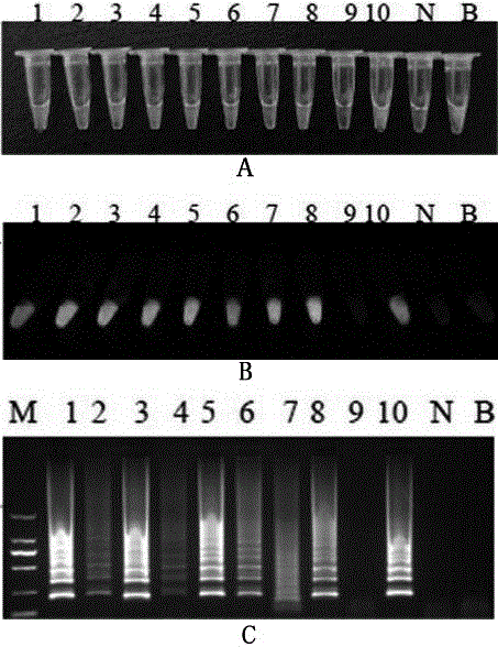 Method for detecting banana bunchy top virus by utilizing IC-LAMP