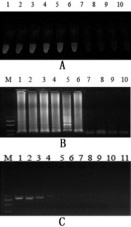 Method for detecting banana bunchy top virus by utilizing IC-LAMP