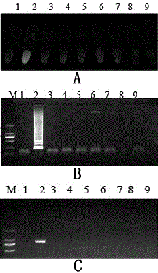 Method for detecting banana bunchy top virus by utilizing IC-LAMP