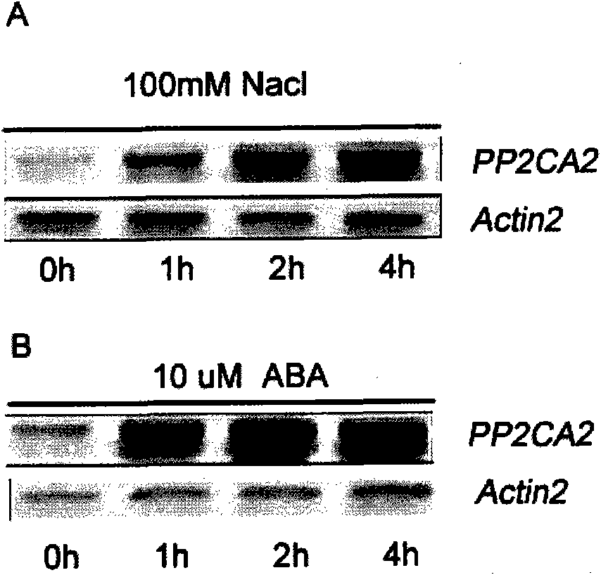 Arabidopsis thaliana AtPP2CA2 gene and application thereof