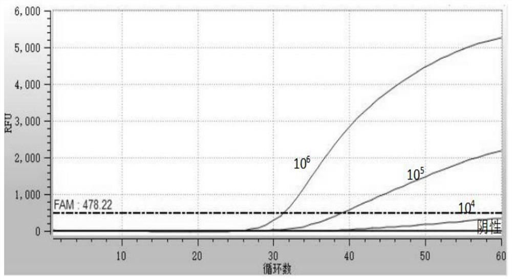 Primer and probe for RNA-isothermal-amplification detection on brucella abortus, kit and detection method