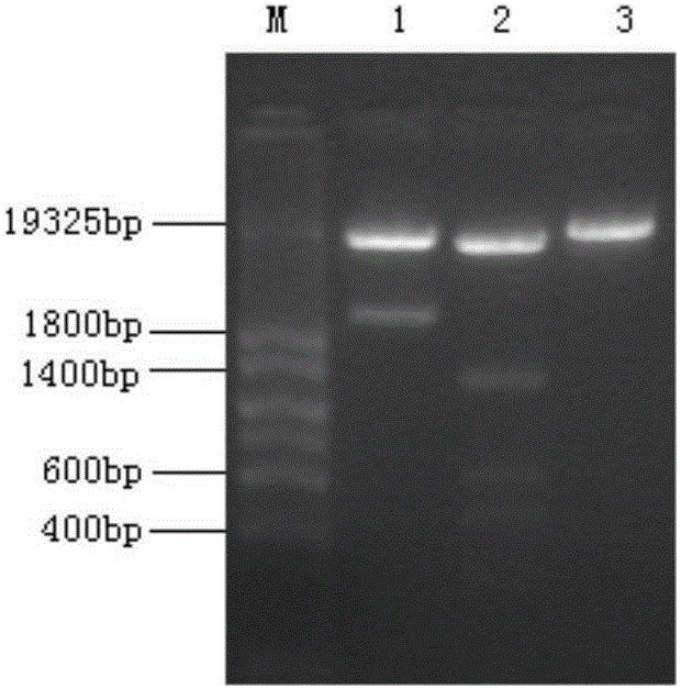 A yeast dipeptidyl peptidase III engineered by site-directed mutagenesis