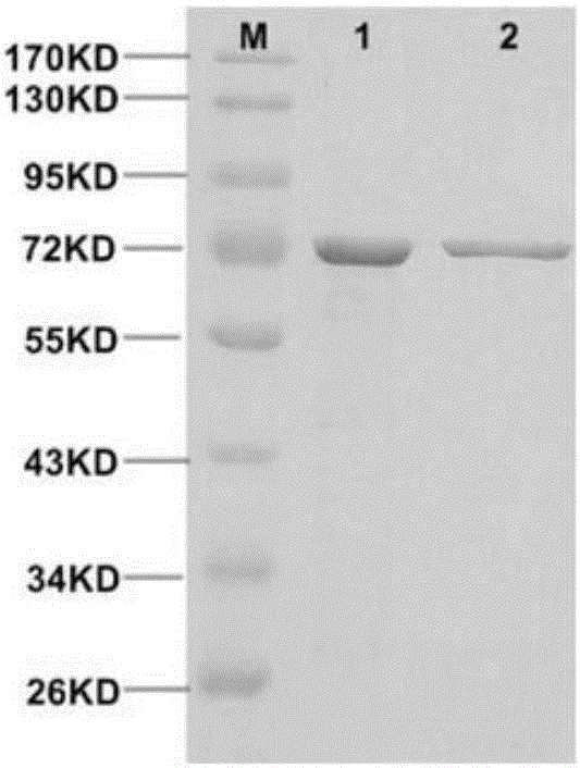 A yeast dipeptidyl peptidase III engineered by site-directed mutagenesis