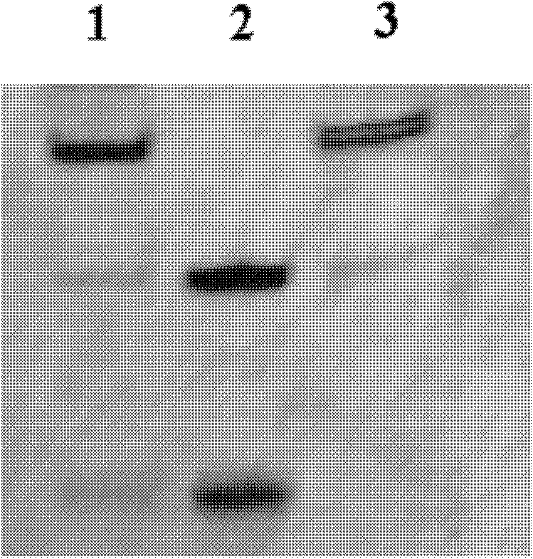 Telomerase activity detection method