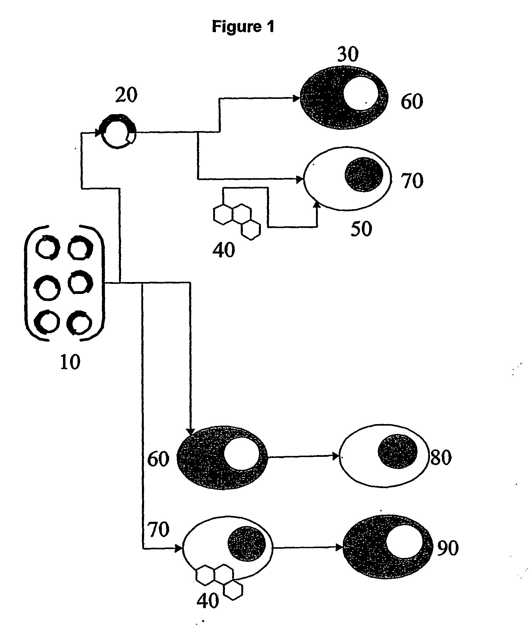 Functional screening method