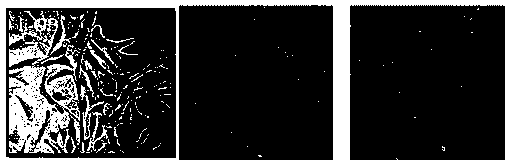 Bone defect repairing material, preparation method and applications thereof