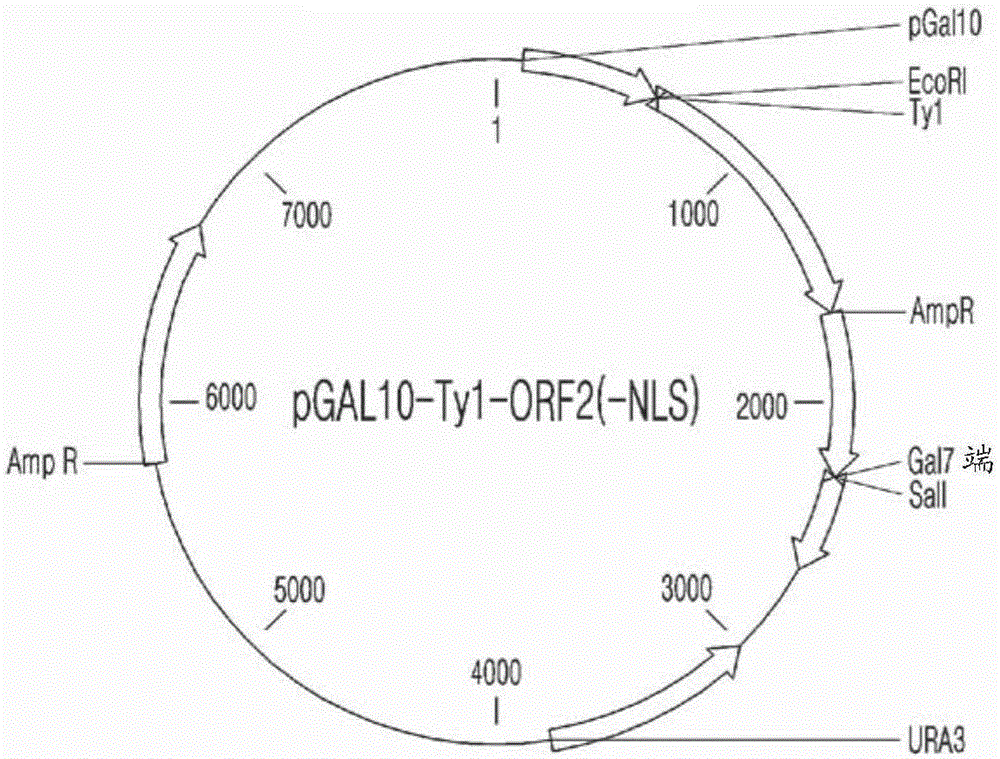 Porcine circovirus (pcv2) subunit vaccine using recombinant yeast whole cells and method for manufacturing same