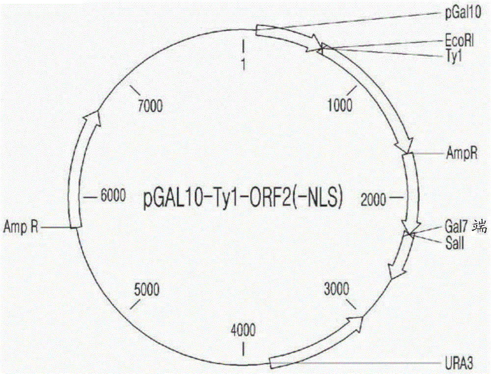 Porcine circovirus (pcv2) subunit vaccine using recombinant yeast whole cells and method for manufacturing same