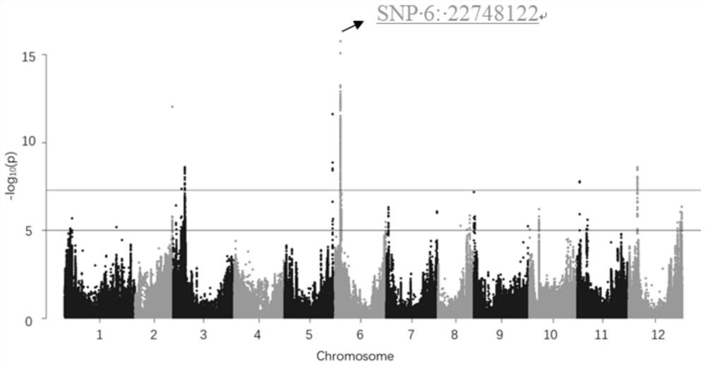 Chili capsaicin content close linkage SNP site, CAPS molecular marker and application thereof