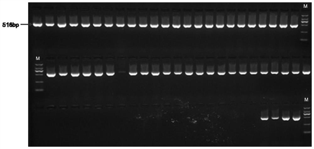 Chili capsaicin content close linkage SNP site, CAPS molecular marker and application thereof