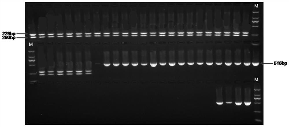 Chili capsaicin content close linkage SNP site, CAPS molecular marker and application thereof