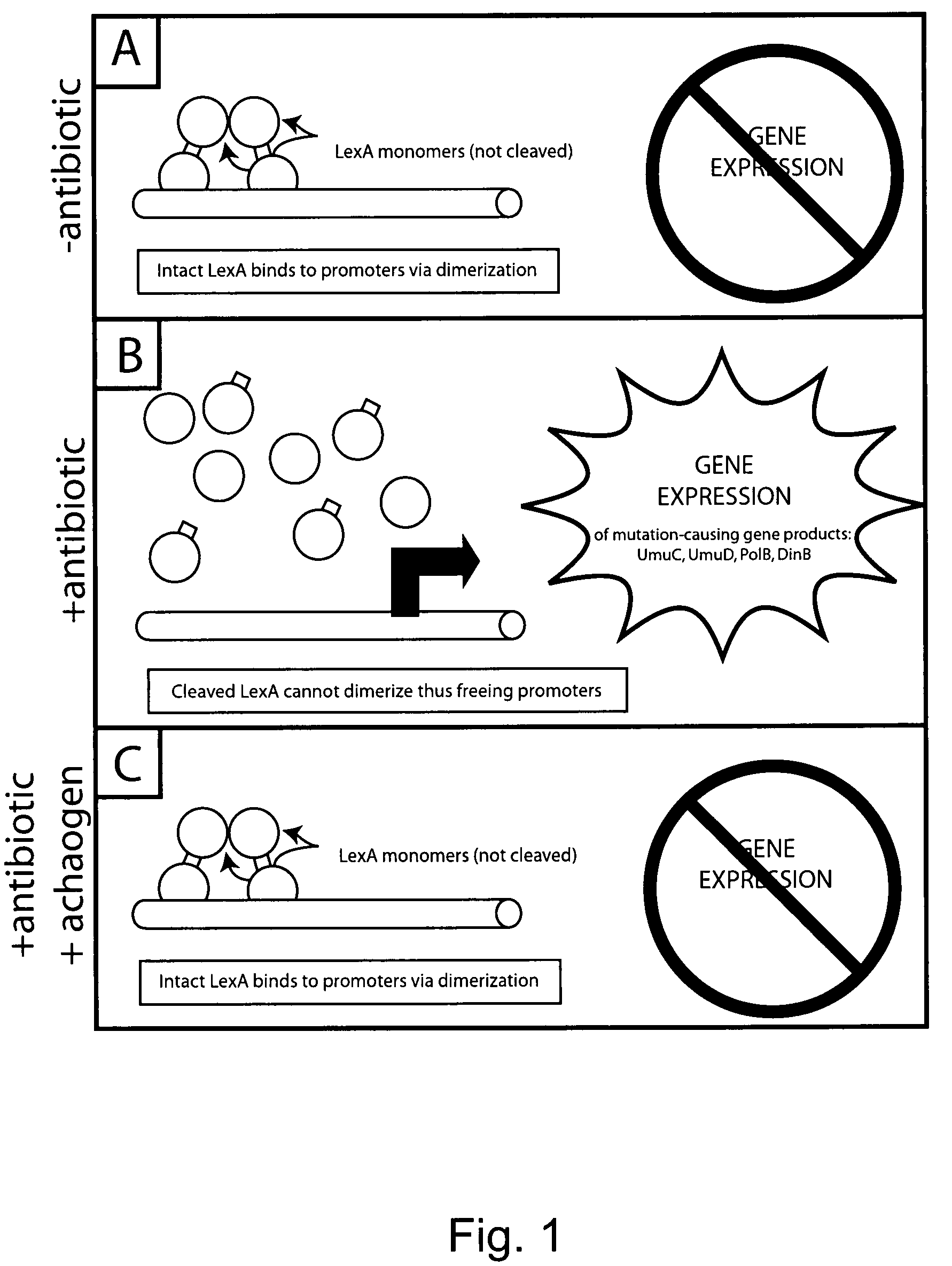 Compositions and methods to reduce mutagenesis