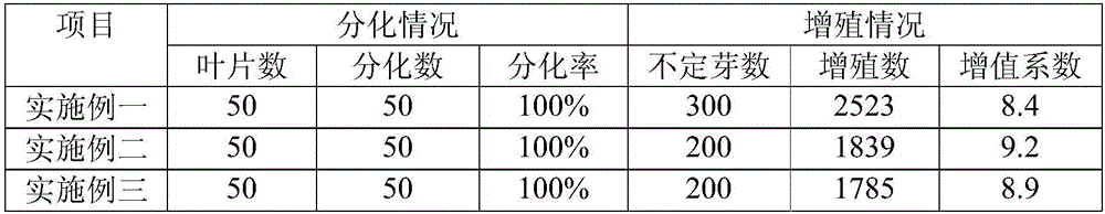 Method for rapidly breeding seedlings by using Giantleaf Ardisia leaves