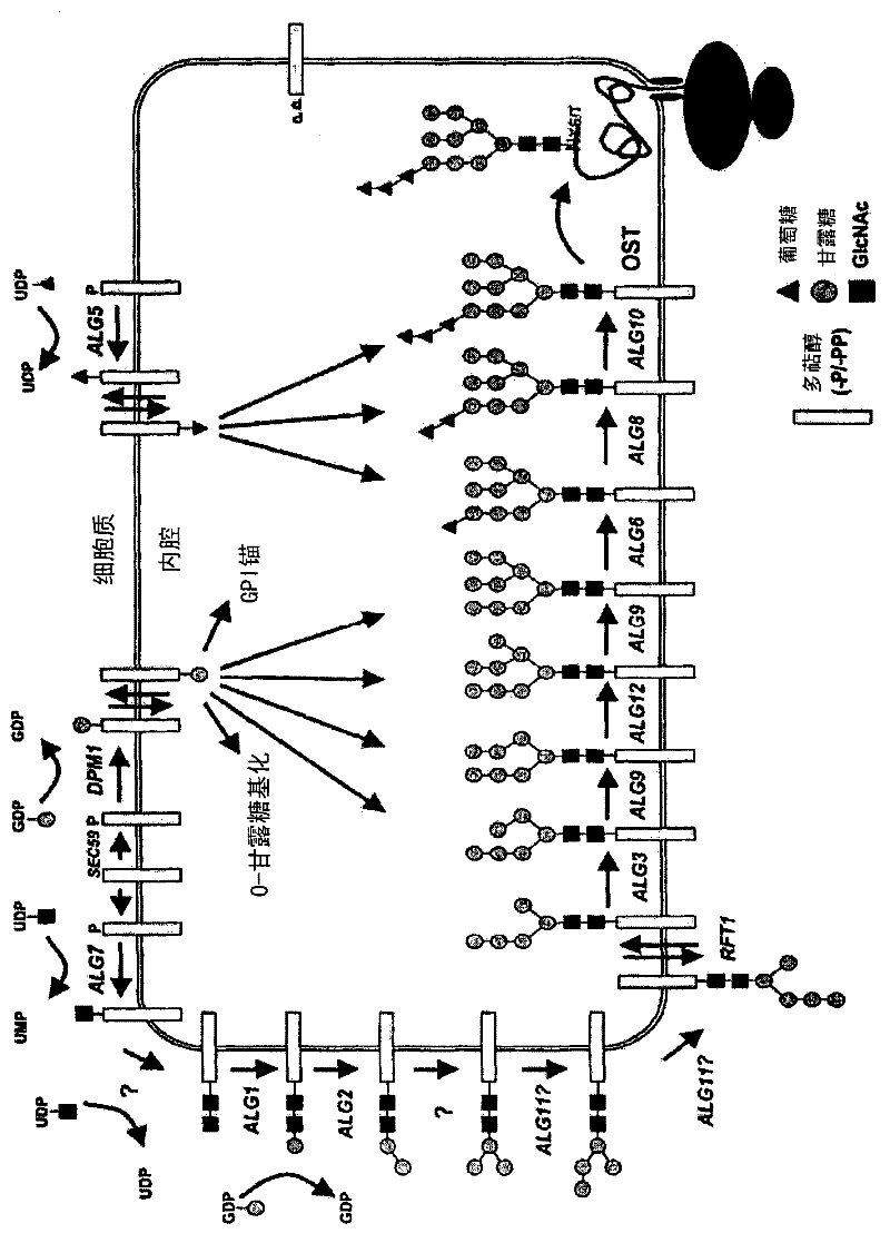 Novel tools for the production of glycosylated proteins in host cells