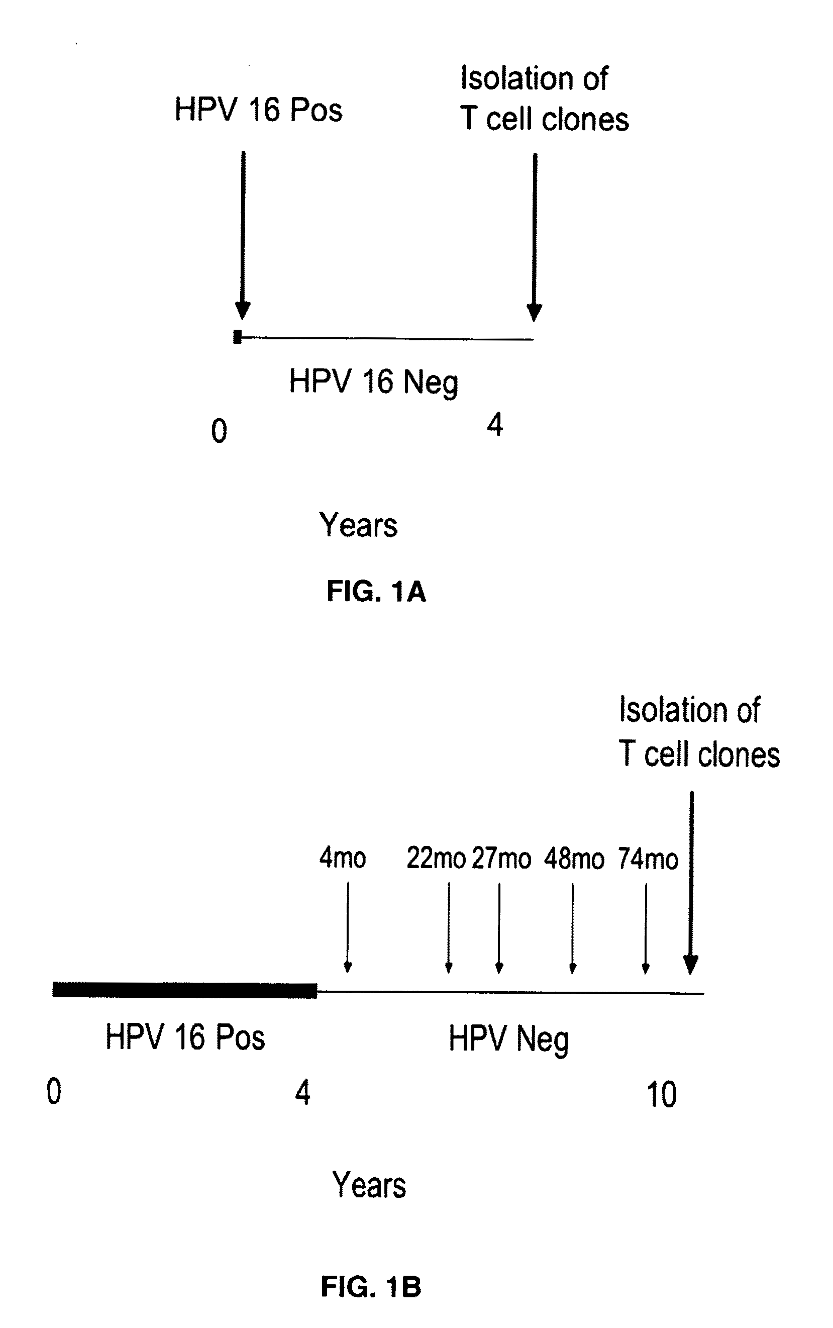 HPV E6 protein T cell epitopes and uses thereof