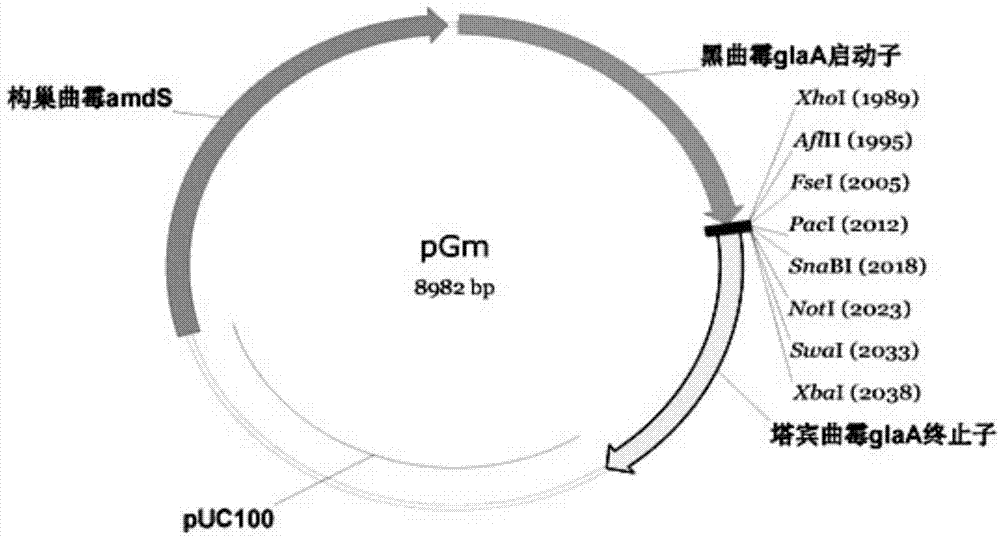 Alpha amylase and aspergillus niger strain for expressing same