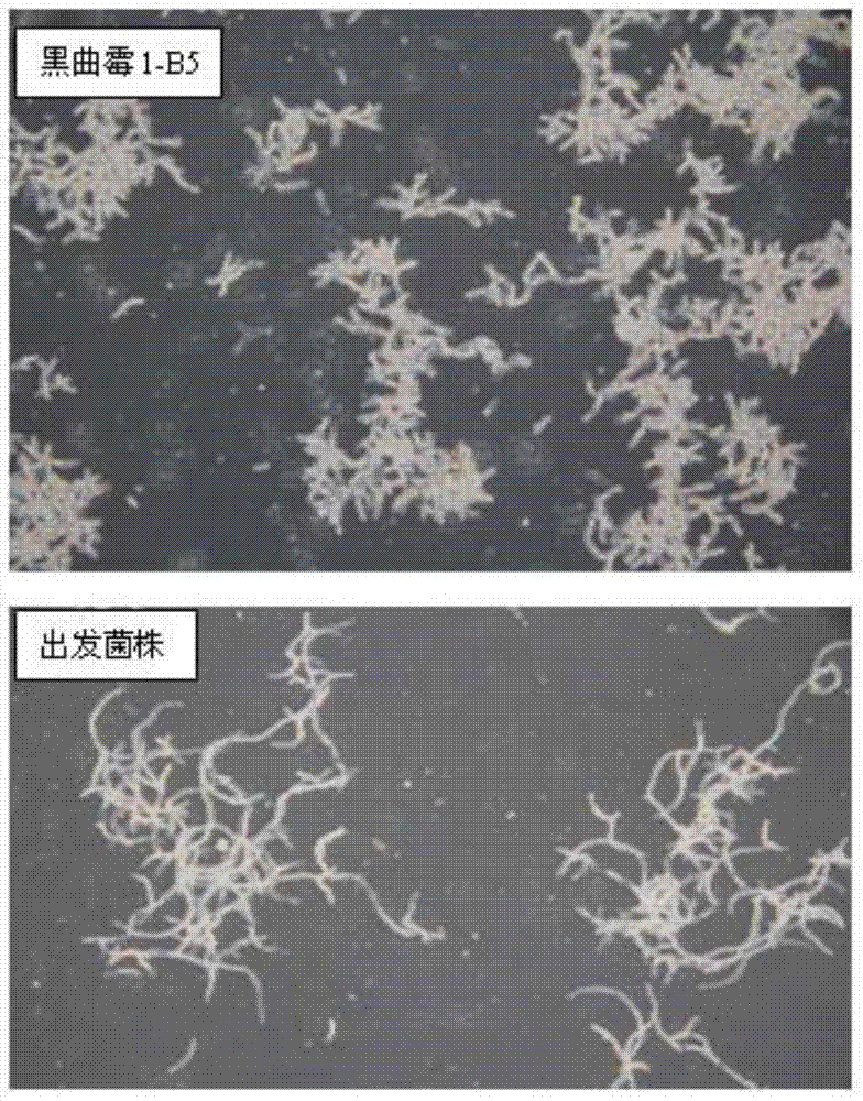 Alpha amylase and aspergillus niger strain for expressing same