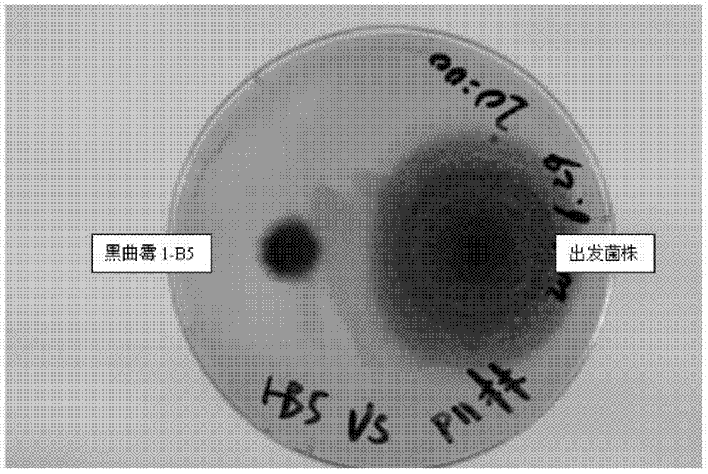 Alpha amylase and aspergillus niger strain for expressing same