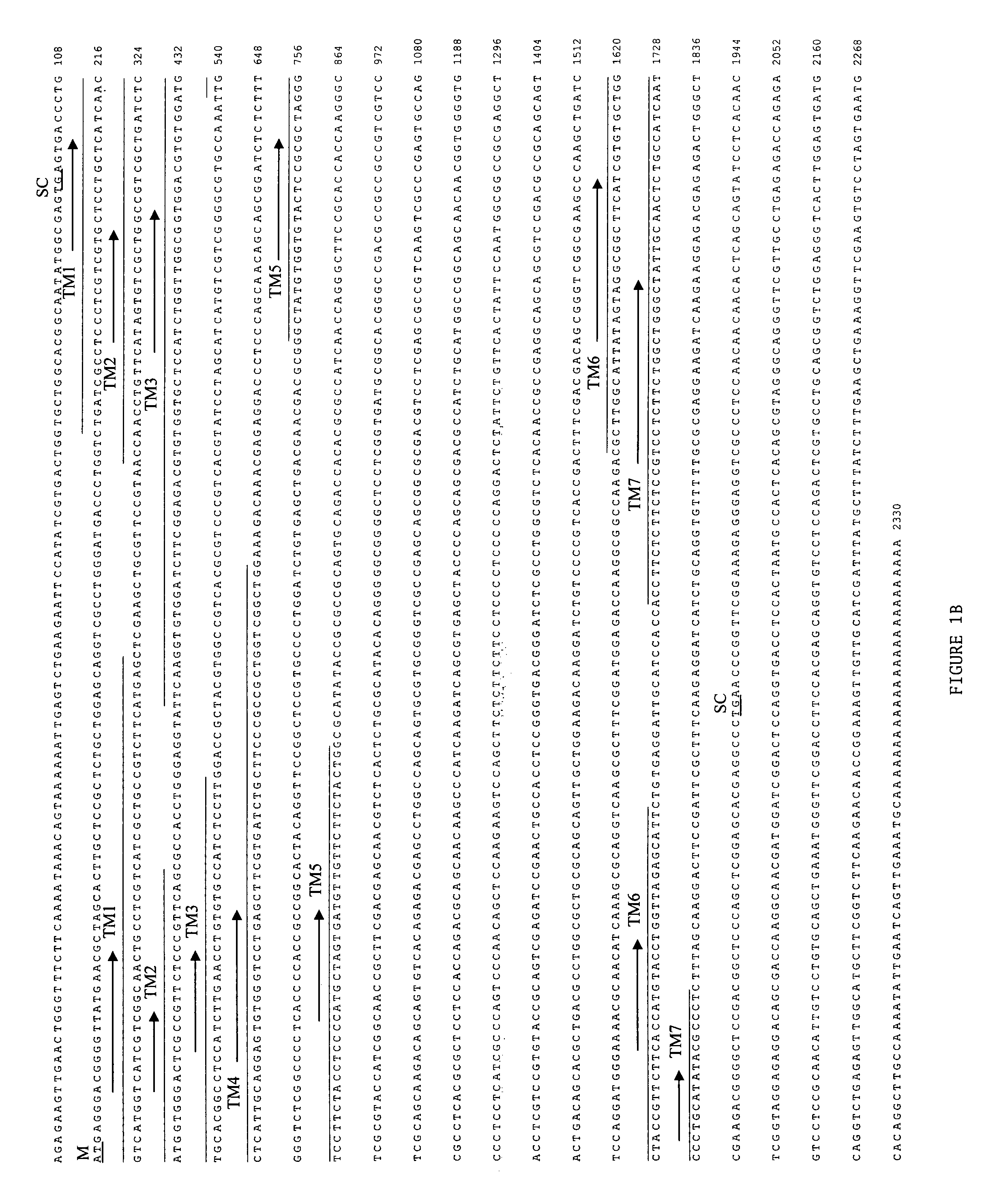 Methods of screening tyramine- and octopamine-expressing cells for compounds and compositions having potential insect control activity