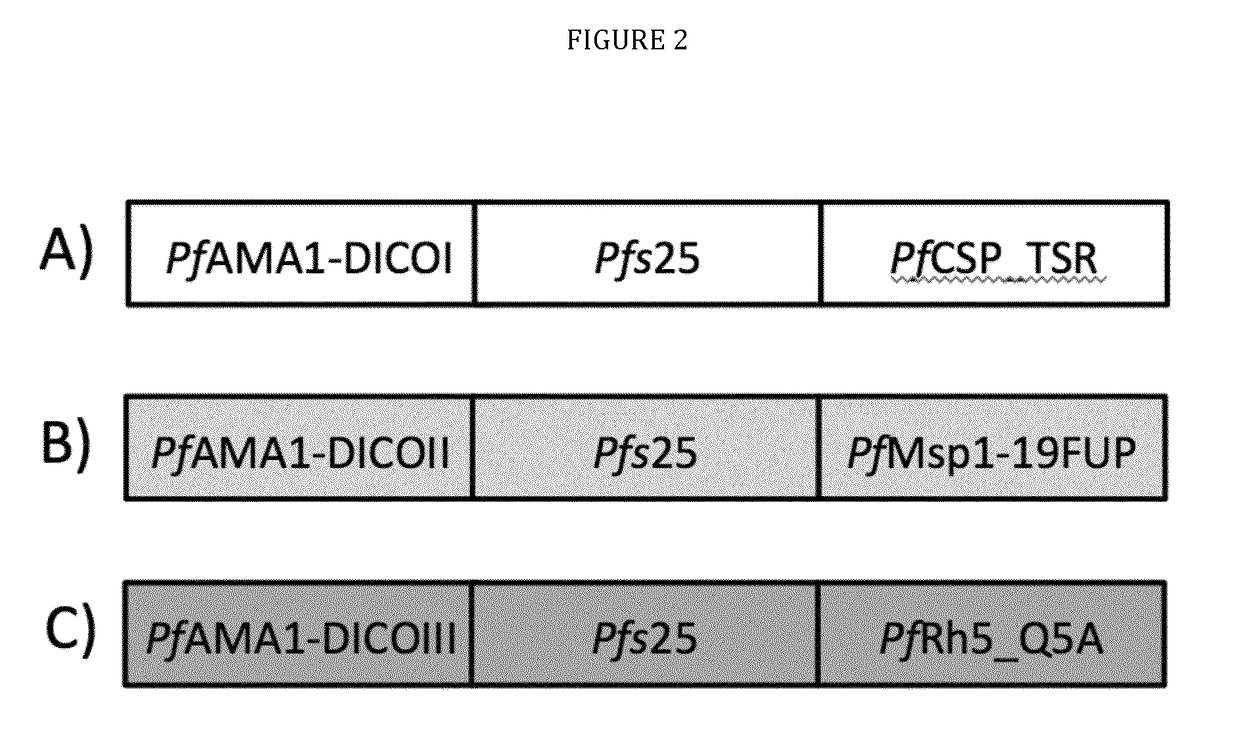 Three-component-multistage malaria vaccine